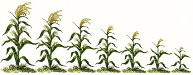 Lý thuyết Di truyền quần thể (Sinh 12 Kết nối tri thức Bài 18)