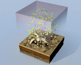 Lý thuyết Các bằng chứng tiến hoá (Sinh 12 Kết nối tri thức Bài 19)