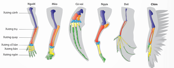 Lý thuyết Các bằng chứng tiến hoá (Sinh 12 Kết nối tri thức Bài 19)
