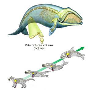 Lý thuyết Các bằng chứng tiến hoá (Sinh 12 Kết nối tri thức Bài 19)