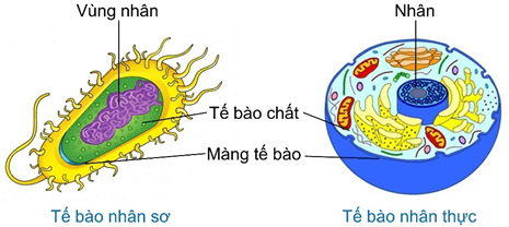 Lý thuyết Các bằng chứng tiến hoá (Sinh 12 Kết nối tri thức Bài 19)