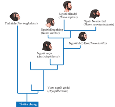Lý thuyết Các bằng chứng tiến hoá (Sinh 12 Kết nối tri thức Bài 19)