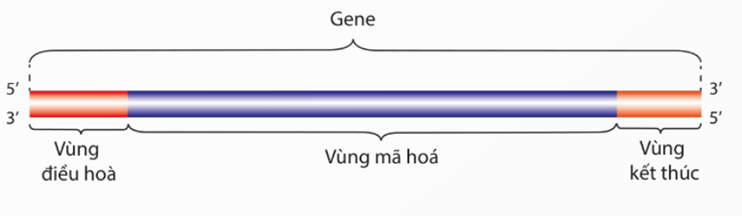 Lý thuyết Gene, quá trình truyền đạt thông tin di truyền và hệ gene (Sinh 12 Kết nối tri thức Bài 2)