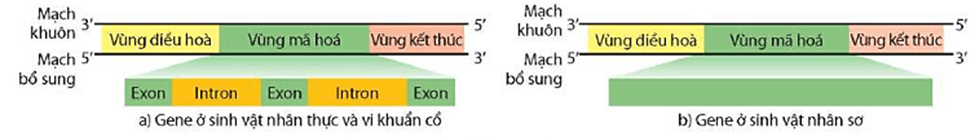 Lý thuyết Gene, quá trình truyền đạt thông tin di truyền và hệ gene (Sinh 12 Kết nối tri thức Bài 2)