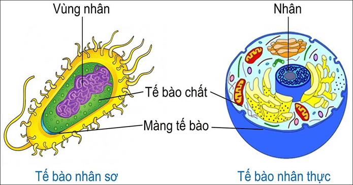 Lý thuyết Gene, quá trình truyền đạt thông tin di truyền và hệ gene (Sinh 12 Kết nối tri thức Bài 2)