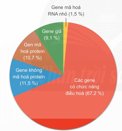 Lý thuyết Gene, quá trình truyền đạt thông tin di truyền và hệ gene (Sinh 12 Kết nối tri thức Bài 2)