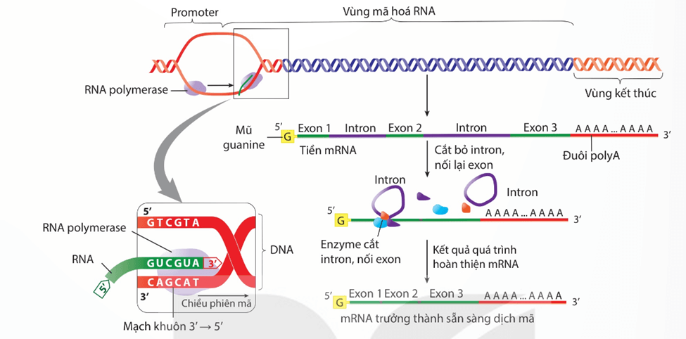 Lý thuyết Gene, quá trình truyền đạt thông tin di truyền và hệ gene (Sinh 12 Kết nối tri thức Bài 2)