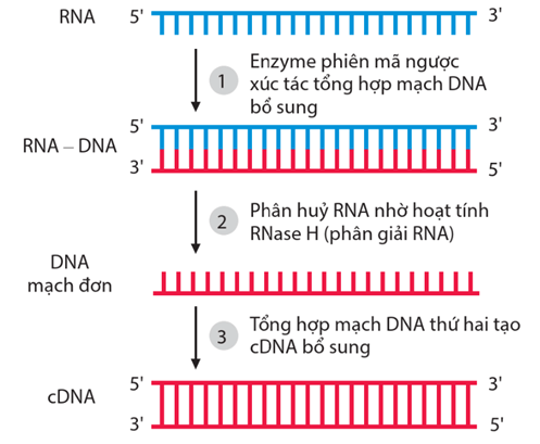 Lý thuyết Gene, quá trình truyền đạt thông tin di truyền và hệ gene (Sinh 12 Kết nối tri thức Bài 2)