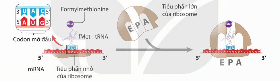 Lý thuyết Gene, quá trình truyền đạt thông tin di truyền và hệ gene (Sinh 12 Kết nối tri thức Bài 2)