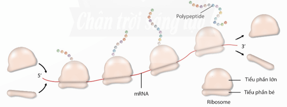 Lý thuyết Gene, quá trình truyền đạt thông tin di truyền và hệ gene (Sinh 12 Kết nối tri thức Bài 2)