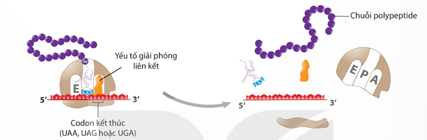 Lý thuyết Gene, quá trình truyền đạt thông tin di truyền và hệ gene (Sinh 12 Kết nối tri thức Bài 2)