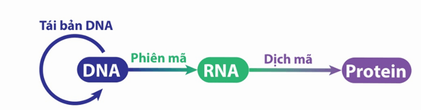 Lý thuyết Gene, quá trình truyền đạt thông tin di truyền và hệ gene (Sinh 12 Kết nối tri thức Bài 2)