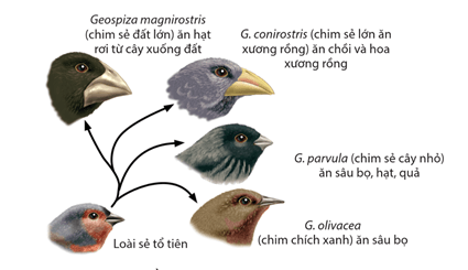 Lý thuyết Quan niệm của Darwin về chọn lọc tự nhiên và hình thành loài (Sinh 12 Kết nối tri thức Bài 20)