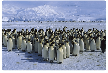 Lý thuyết Quan niệm của Darwin về chọn lọc tự nhiên và hình thành loài (Sinh 12 Kết nối tri thức Bài 20)