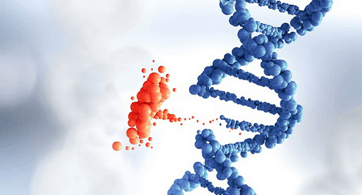 Lý thuyết Học thuyết tiến hoá tổng hợp hiện đại (Sinh 12 Kết nối tri thức Bài 21)