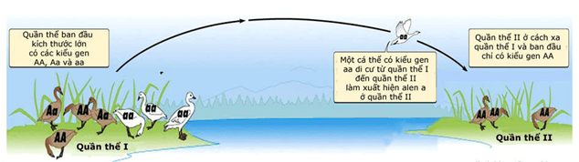 Lý thuyết Học thuyết tiến hoá tổng hợp hiện đại (Sinh 12 Kết nối tri thức Bài 21)