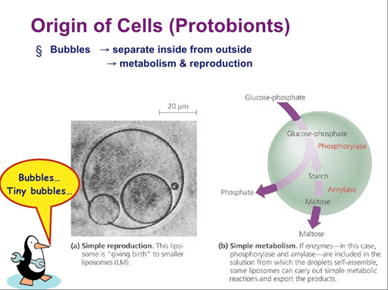 Lý thuyết Tiến hoá lớn và quá trình phát sinh chủng loại (Sinh 12 Kết nối tri thức Bài 22)