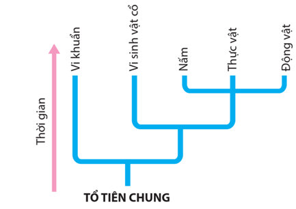 Lý thuyết Tiến hoá lớn và quá trình phát sinh chủng loại (Sinh 12 Kết nối tri thức Bài 22)