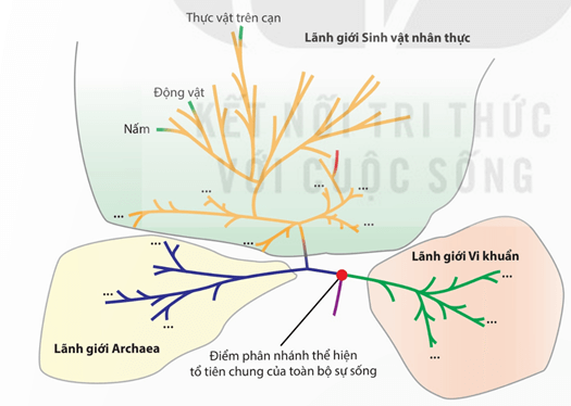 Lý thuyết Tiến hoá lớn và quá trình phát sinh chủng loại (Sinh 12 Kết nối tri thức Bài 22)