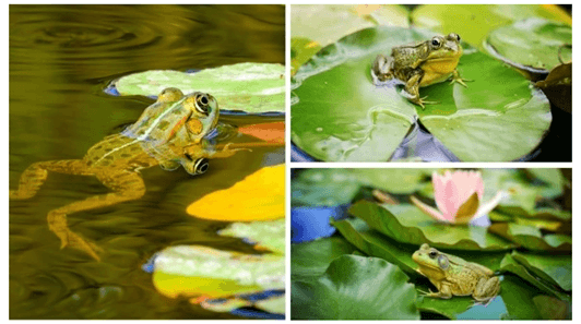 Lý thuyết Môi trường và các nhân tố sinh thái (Sinh 12 Kết nối tri thức Bài 23)