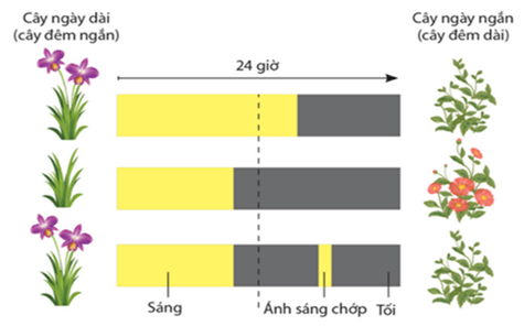 Lý thuyết Môi trường và các nhân tố sinh thái (Sinh 12 Kết nối tri thức Bài 23)