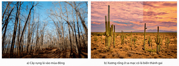 Lý thuyết Môi trường và các nhân tố sinh thái (Sinh 12 Kết nối tri thức Bài 23)