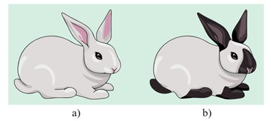 Lý thuyết Môi trường và các nhân tố sinh thái (Sinh 12 Kết nối tri thức Bài 23)