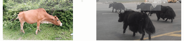 Lý thuyết Môi trường và các nhân tố sinh thái (Sinh 12 Kết nối tri thức Bài 23)