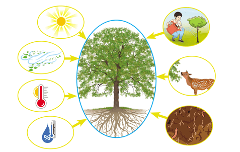 Lý thuyết Môi trường và các nhân tố sinh thái (Sinh 12 Kết nối tri thức Bài 23)