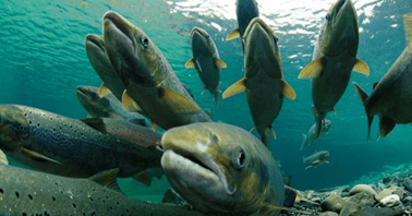 Lý thuyết Môi trường và các nhân tố sinh thái (Sinh 12 Kết nối tri thức Bài 23)