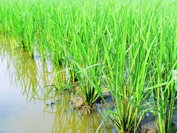 Lý thuyết Môi trường và các nhân tố sinh thái (Sinh 12 Kết nối tri thức Bài 23)