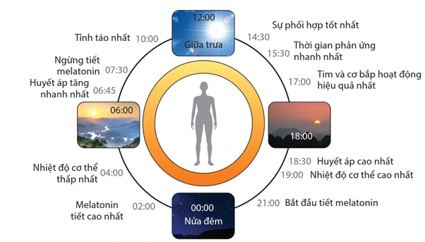 Lý thuyết Môi trường và các nhân tố sinh thái (Sinh 12 Kết nối tri thức Bài 23)