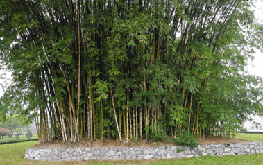 Lý thuyết Sinh thái học quần thể (Sinh 12 Kết nối tri thức Bài 24)