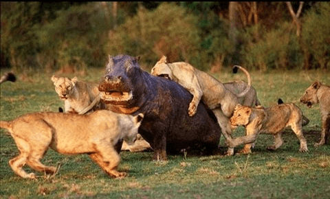 Lý thuyết Sinh thái học quần thể (Sinh 12 Kết nối tri thức Bài 24)