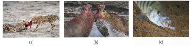 Lý thuyết Sinh thái học quần thể (Sinh 12 Kết nối tri thức Bài 24)