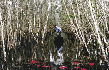 Lý thuyết Sinh thái học quần thể (Sinh 12 Kết nối tri thức Bài 24)