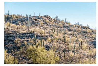 Lý thuyết Sinh thái học quần thể (Sinh 12 Kết nối tri thức Bài 24)