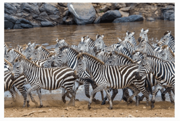 Lý thuyết Sinh thái học quần thể (Sinh 12 Kết nối tri thức Bài 24)