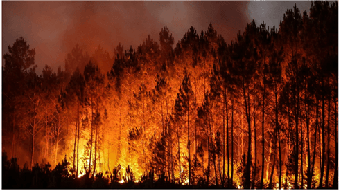 Lý thuyết Sinh thái học quần thể (Sinh 12 Kết nối tri thức Bài 24)