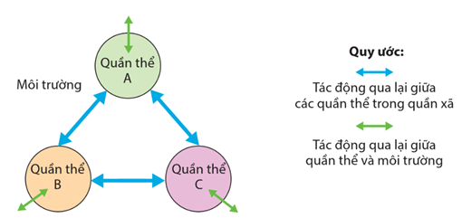 Lý thuyết Quần xã sinh vật (Sinh 12 Kết nối tri thức Bài 26)