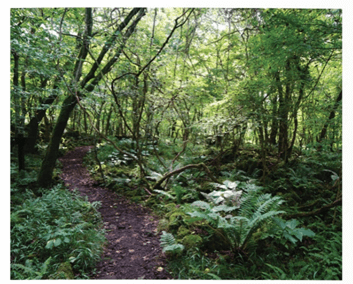 Lý thuyết Quần xã sinh vật (Sinh 12 Kết nối tri thức Bài 26)