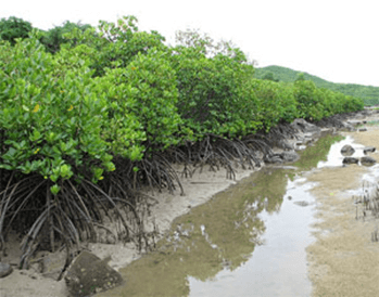 Lý thuyết Quần xã sinh vật (Sinh 12 Kết nối tri thức Bài 26)