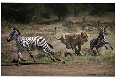 Lý thuyết Quần xã sinh vật (Sinh 12 Kết nối tri thức Bài 26)