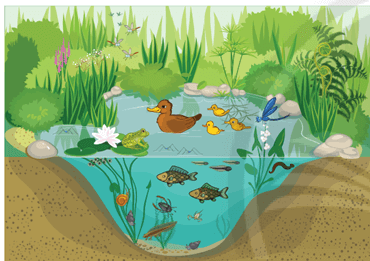 Lý thuyết Quần xã sinh vật (Sinh 12 Kết nối tri thức Bài 26)