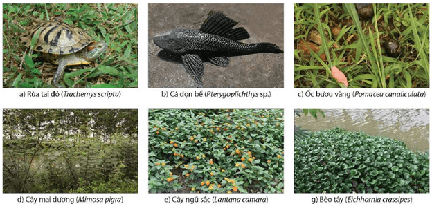 Lý thuyết Quần xã sinh vật (Sinh 12 Kết nối tri thức Bài 26)