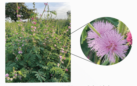 Lý thuyết Quần xã sinh vật (Sinh 12 Kết nối tri thức Bài 26)