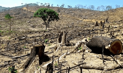 Lý thuyết Quần xã sinh vật (Sinh 12 Kết nối tri thức Bài 26)