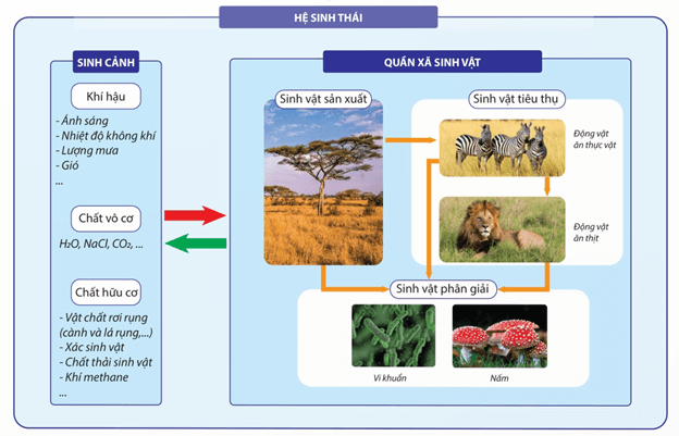 Lý thuyết Hệ sinh thái (Sinh 12 Kết nối tri thức Bài 28)