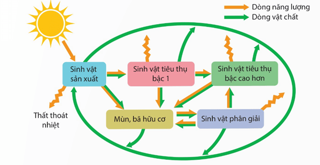 Lý thuyết Trao đổi vật chất và chuyển hoá năng lượng trong hệ sinh thái (Sinh 12 Kết nối tri thức Bài 29)