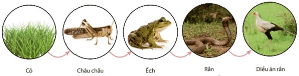 Lý thuyết Trao đổi vật chất và chuyển hoá năng lượng trong hệ sinh thái (Sinh 12 Kết nối tri thức Bài 29)